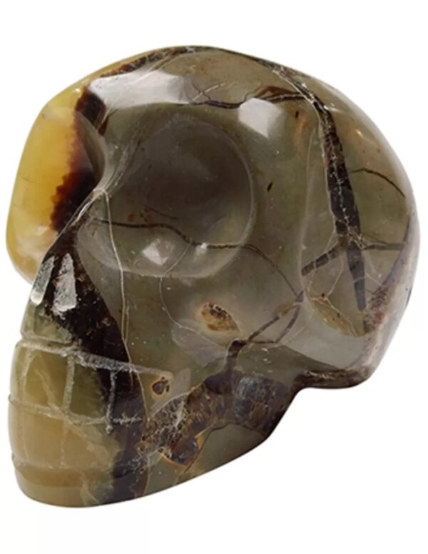 Septarie schedel 13 cm