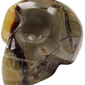 Septarie schedel 17 cm
