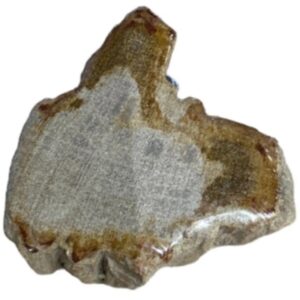 Versteend hout half gepolijst 100-185 gram (Java)