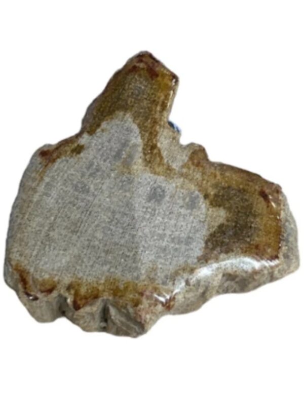 Versteend hout half gepolijst 100-185 gram (Java)