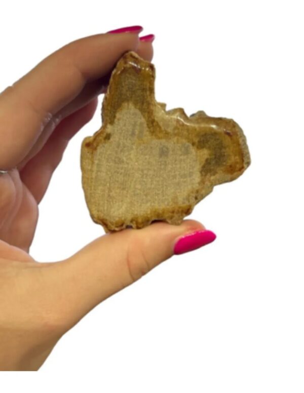 Versteend hout half gepolijst 100-185 gram (Java) - Image 3
