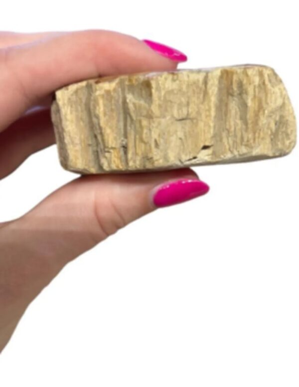 Versteend hout half gepolijst 100-185 gram (Java) - Image 5