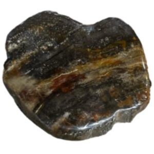 Versteend hout half gepolijst 185-250 gram (Java)