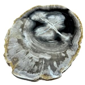 Versteend houten schijf zwart nr.18 p/st (Indonesië)